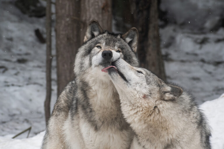 wolf spirit animal meaning